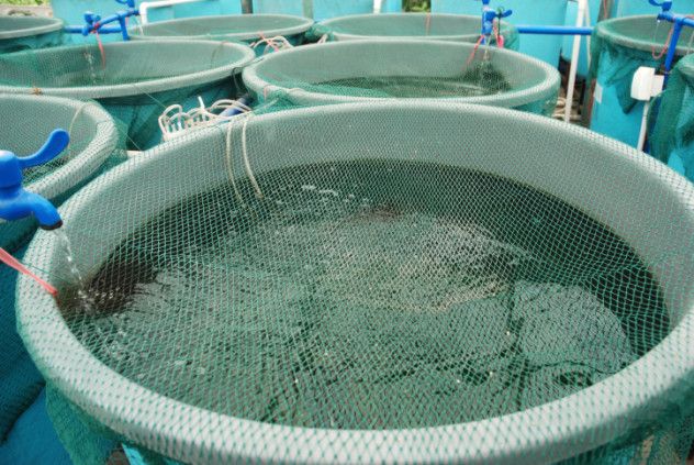 Farm-raised fish may seem like a sustainable meal option, but it’s not as eco-friendly as it appears. While you’re not depleting the ocean or endangering other animals, farmed fish present their own environmental challenges that make them far less sustainable than they first seem.