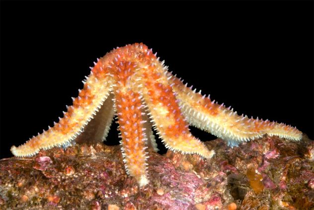 9- starfish eyes