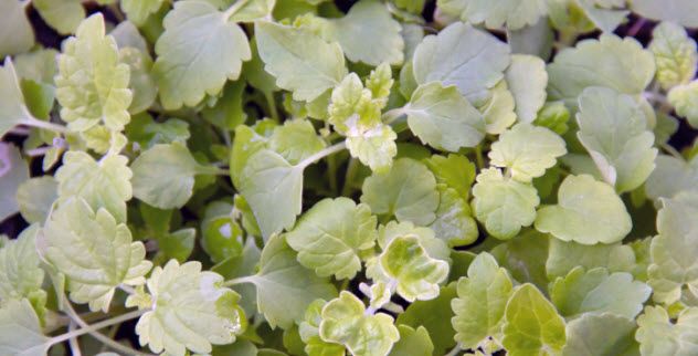 3-catnip-473867912-632x322