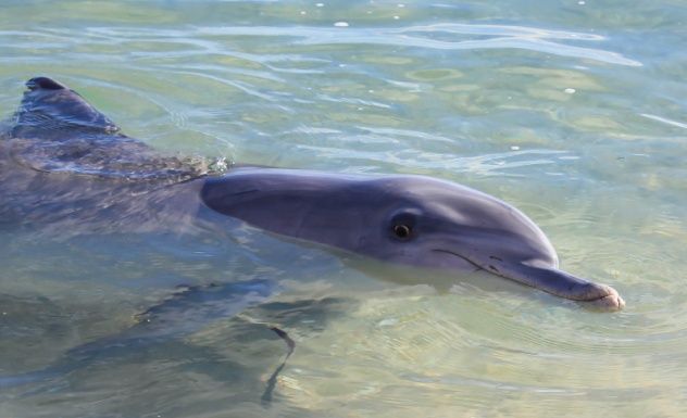Dolphin