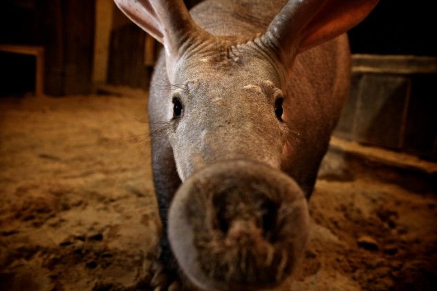 aardvark