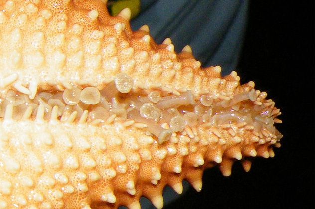 3 - starfish feet
