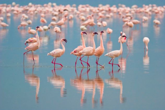 flamingos