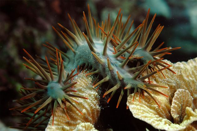 6- crown of thorns