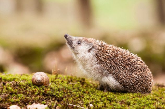 easterneuropeanhedgehog