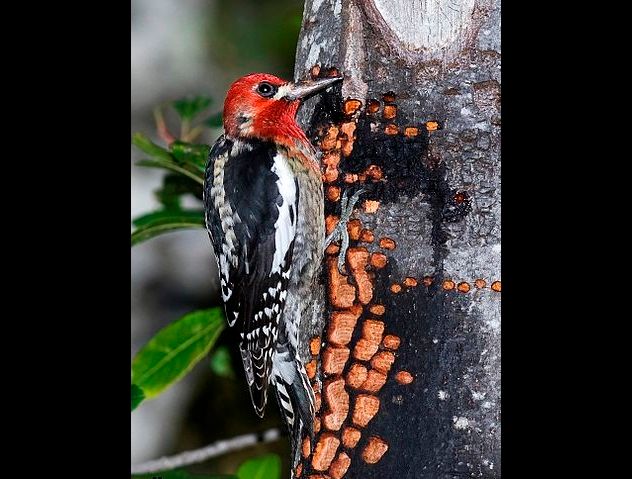 370px-Sphyrapicus_ruber_2