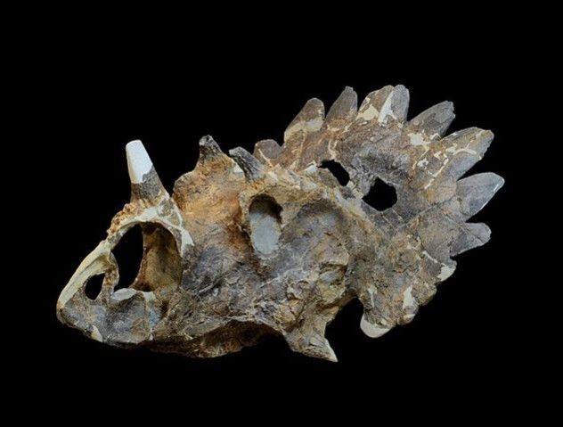 Regaliceratops_peterhewsi_Skull