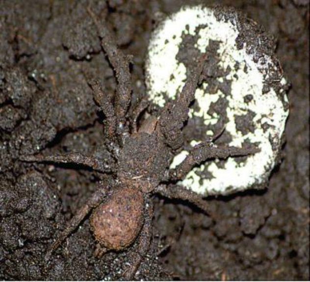 Paratropis_tuxtlensis_female