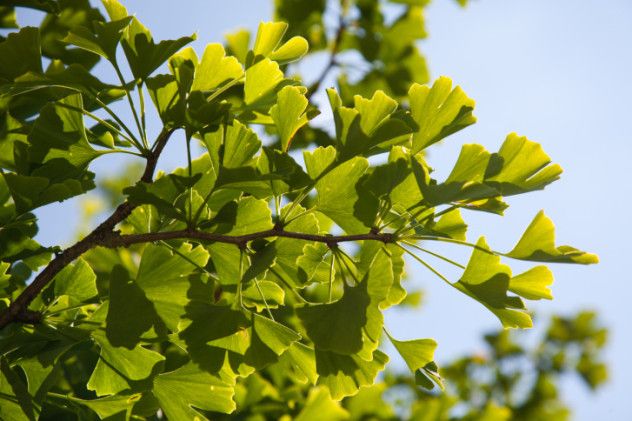 ginkgobiloba