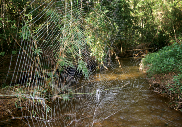 darwinsbarkspiderweb
