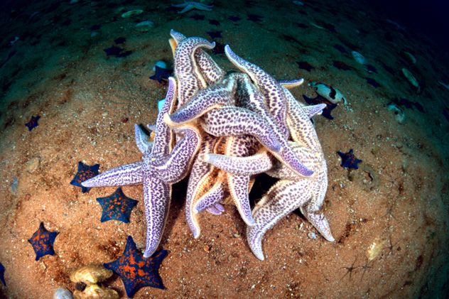 10- starfish gender