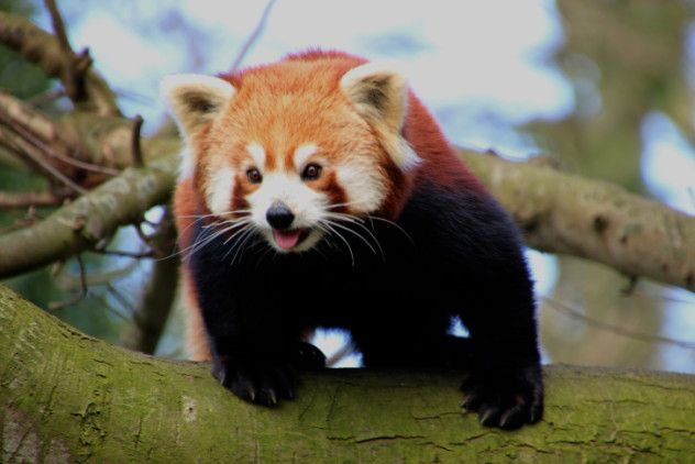 redpanda