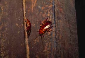 Two cockroaches crawl across a wooden surface.