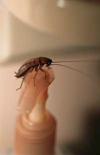 A cockroach perched on top of a soap dispenser.
