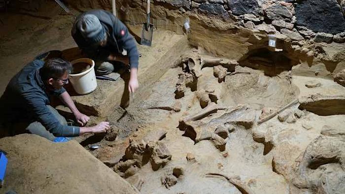 The renovation of Andreas Pernerstorfer's wine cellar uncovered a collection of at least three mammoth skeletons.