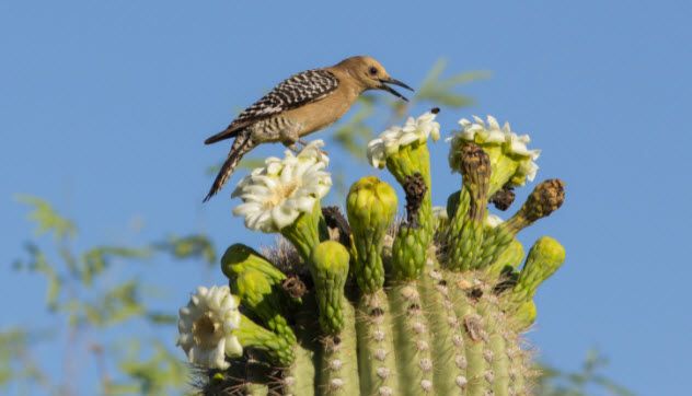 5-gila-woodpecker-178752993-632x362