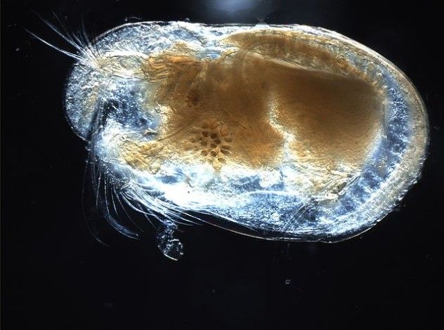 640px-Ostracod