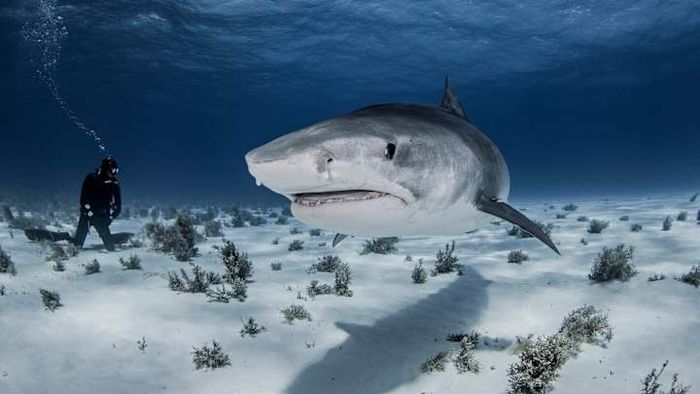 A tiger shark in action.