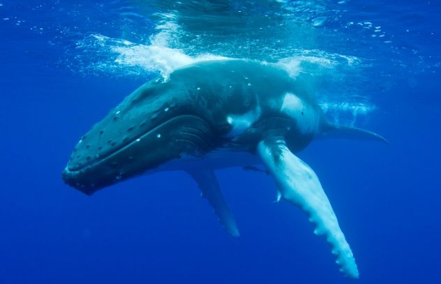 Humpback Whale