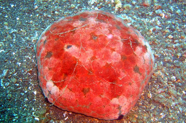 7- cushion star