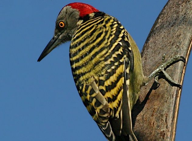 Melanerpes_striatus001