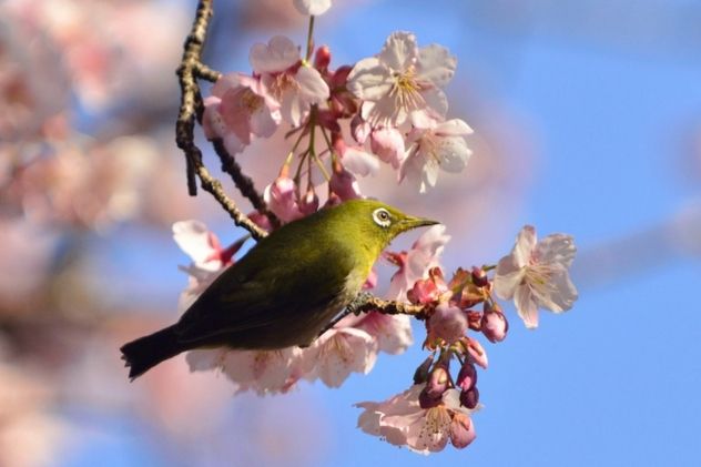 8_WhiteEye