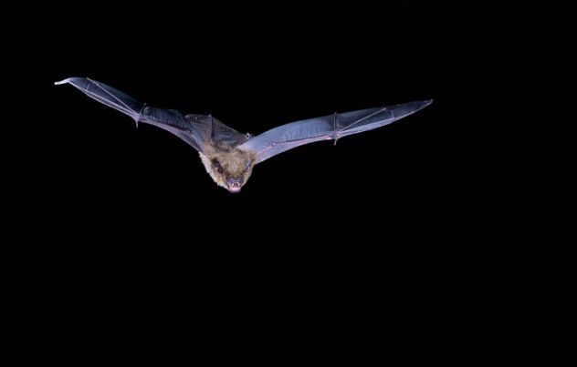 bat wing