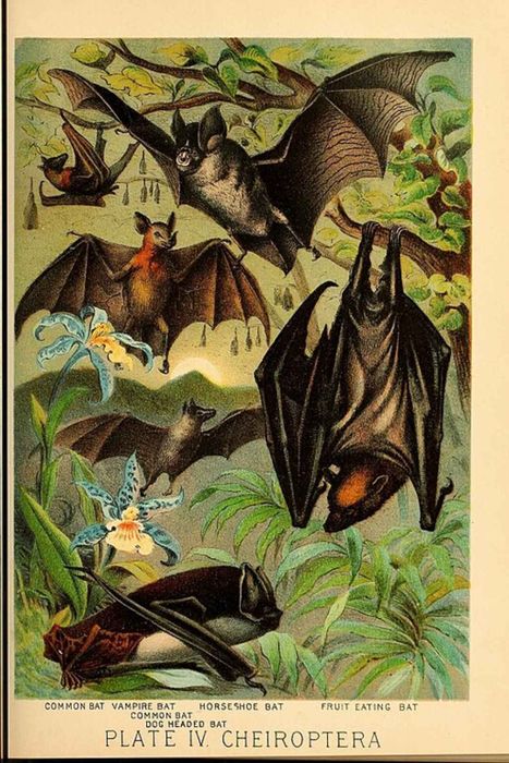 An old illustration depicting various bat species, including a vampire bat.