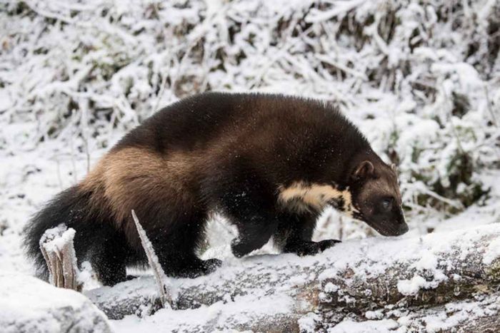 A wolverine strolls along a snow-covered log in Alaska