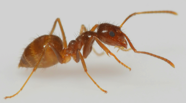 Nylanderia fulva