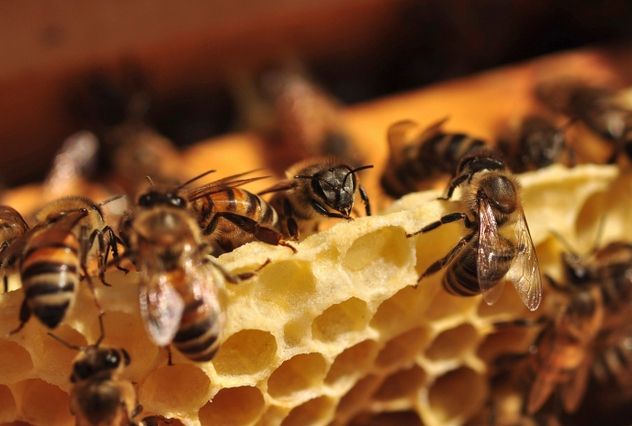 The honeybee is so integrated into North America’s ecosystem that many overlook its origins as a nonnative species. These bees were introduced to the continent by European settlers in the 1600s. The arrival of the honeybee was so intertwined with the Europeans' migration that Native Americans began calling them the “white man’s flies.”