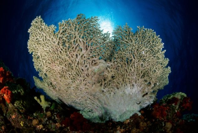 Coral