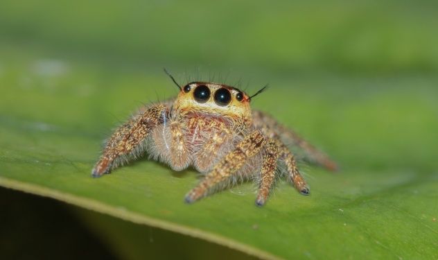 Jumping Spider