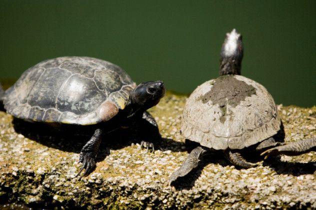 turtle butt