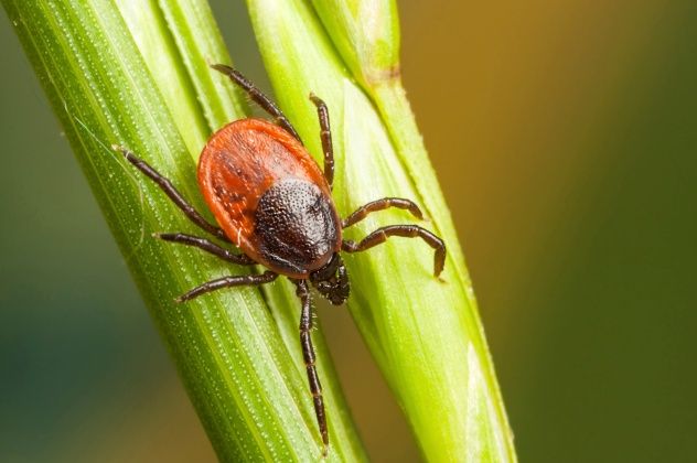 Tick