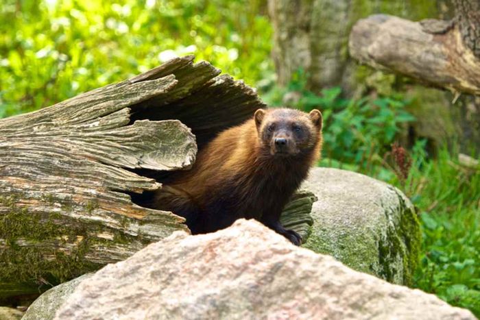 A wolverine peeks out from inside a hollow log in a forest.
