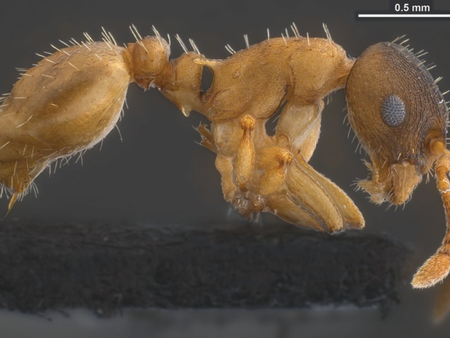Temnothorax pilagens