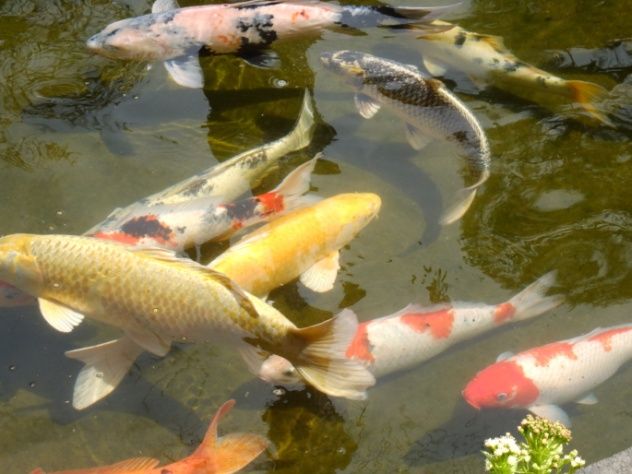 Koi fish are symbolic of elegance, beauty, and status. These vibrant, colorful creatures are closely related to the wild gibel carp. The gibel is a modest, humpbacked fish with an unexpected genetic twist. It represents what the goldfish would look like without human intervention. All modern goldfish are descended from the wild gibel carp, and they can interbreed successfully, producing fertile offspring, as they share identical genetic makeup. Today's goldfish are merely altered versions of the gibel carp, yet they belong to the same species, with koi fish being their relatives.