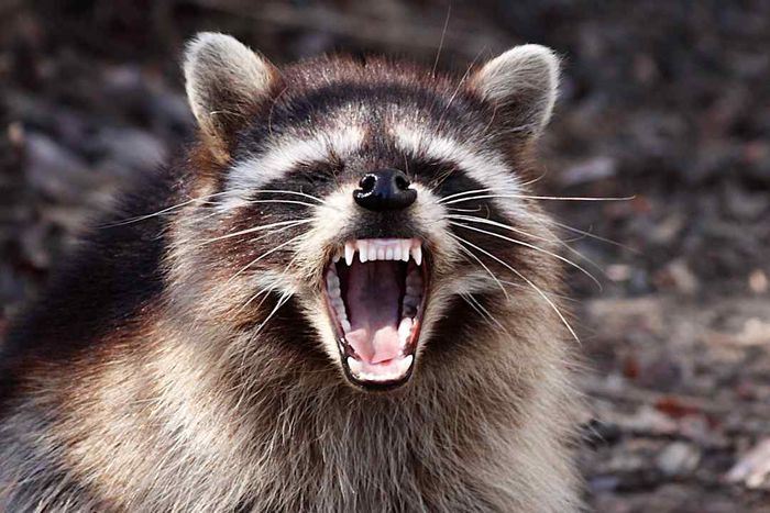Raccoon spotted near Guadalupe, California.