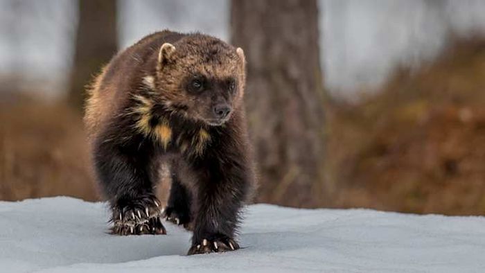 Check out those impressive claws!