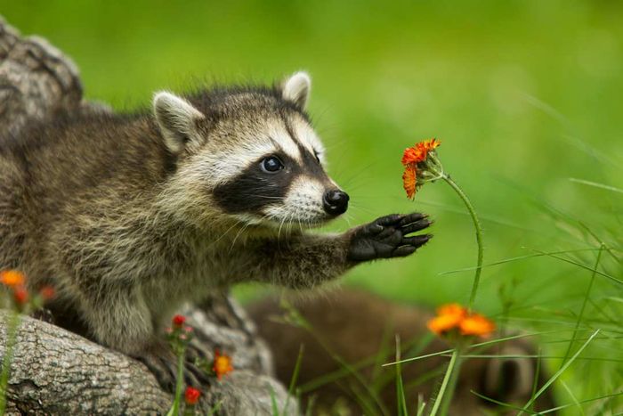 Northern Raccoon reaching for a flower