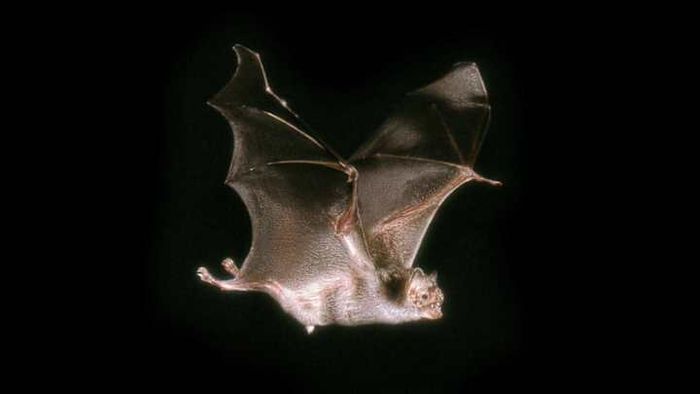 A typical vampire bat.