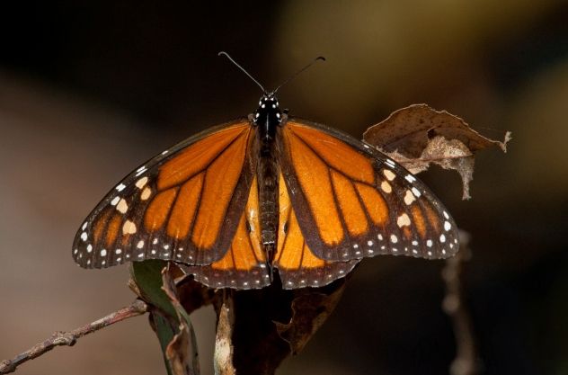 2. Butterfly Eucalyptus