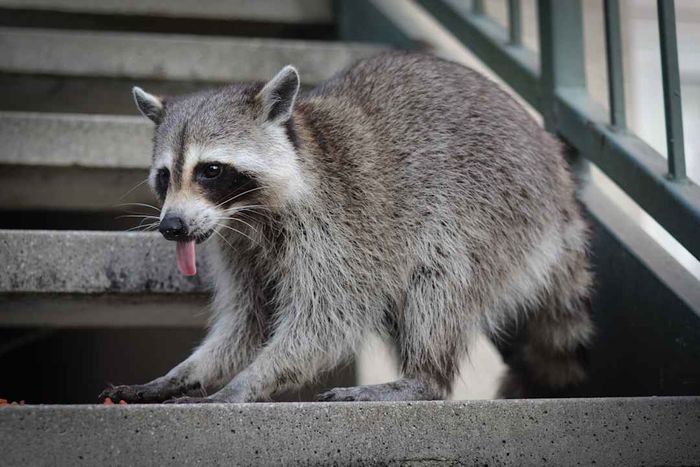 Raccoon on city steps.