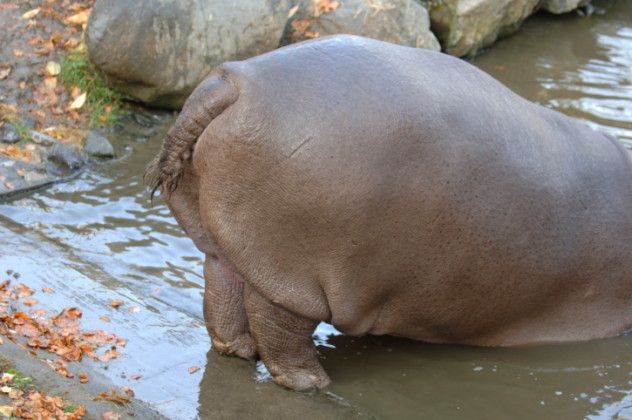hippo tail