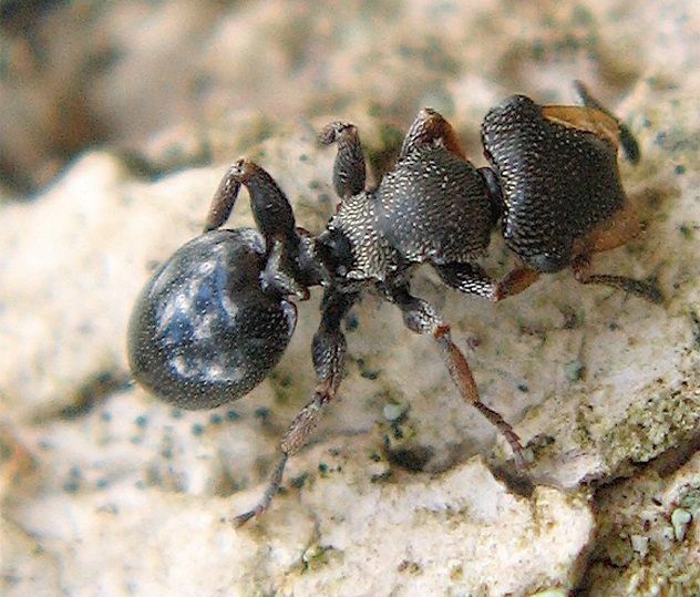 Brandao-et-al-2014-3Cephalotes-specularis