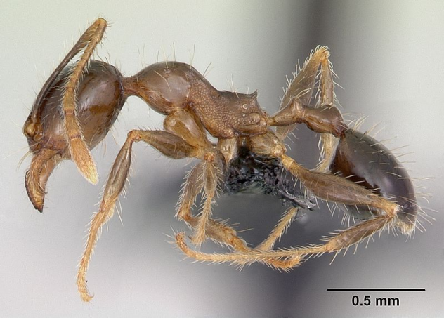 Pheidole megacephala