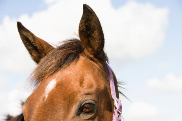 horseearsandeyes