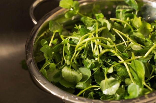 Watercress placed in a colander after being rinsed.