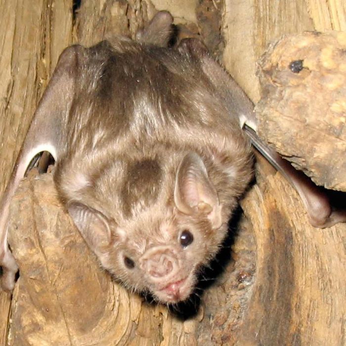 A white-winged vampire bat.